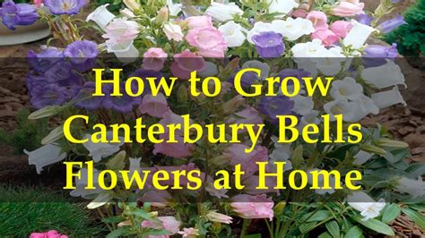 how to grow canterbury bells from seed